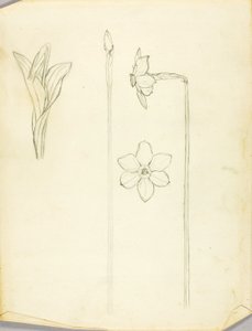 Növényi tanulmány alkotó: Solon H. Borglum