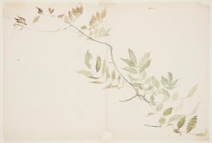A Wisteria lombozat tanulmányozása alkotó: Sophia L. Crownfield