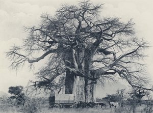 Baobab fa (fekete-fehér fotó)