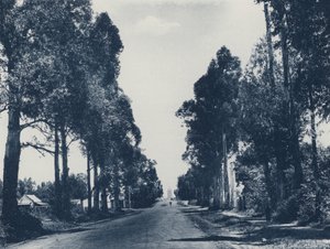 Avenue of Blue Gum Trees, Pretoria (f/w fotó) alkotó: South African Photographer