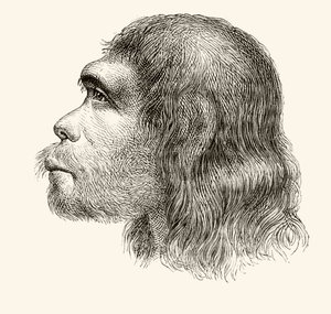 Egy neandervölgyi ember feje, a Nuestro Siglo-ból, Barcelona, 1883 alkotó: Spanish School