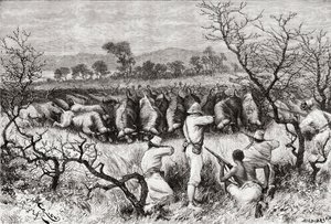 Bivalyvadászat Közép-Afrikában a 19. század végén, az „Africa Pintorescából”, 1888-ban alkotó: Spanish School
