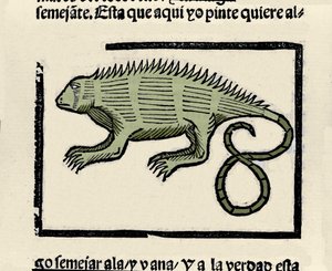 Leguán ábrázolása. Metszet Gonzalo Fernandez de Oviedo (Gonzalo) vagy Fernandez de, ou Hernandez de Oviedo y Valdes (1478-1557) „Általános története India, szigetek és az óceáni tenger szárazföldjének” című könyvéből alkotó: Spanish School