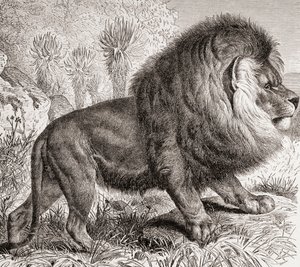 A ma már kihalt fokföldi oroszlán, a "La Vida de los Animales" kiad. 1885 körül (nyomtatás). alkotó: Spanish School