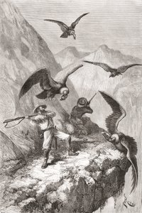 Édouard François Andrét és társát kondorok támadták meg Calacali (Pichincha tartomány, Ecuador) közelében az Andok lábánál 1875–76-ban folytatott botanikai expedíciója során. alkotó: Spanish School
