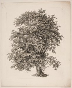 "Studies after Nature with Regard to Landscape Drawing by S.H. Petersen", 2. sz