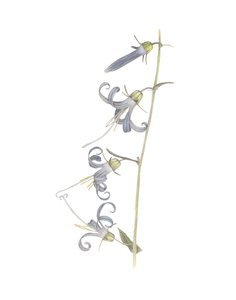 California Harebell, 2015 (grafitceruza és akvarell)