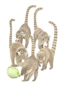 Costa Rica Coatis, 2019 (grafitceruza és digitális) alkotó: Stacy Hsu