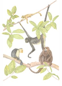Costa Rica Monkey, 2019 (grafitceruza és digitális)