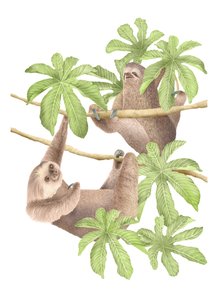 Costa Rica Sloths, 2019 (grafitceruza és digitális)