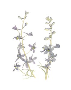 Larkspur, 2018 (grafitceruza és akvarell) alkotó: Stacy Hsu