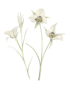 Mariposa Lily, 2018 (grafitceruza és akvarell) alkotó: Stacy Hsu