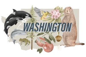 Washington állam szimbólumai, 2018 (grafitceruza és digitális)