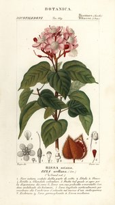 Achiote vagy rúzsfa, Bixa orellana alkotó: Stanghi Stanghi