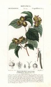 Amerikai mogyoró, Corylus americana