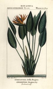 Paradicsommadár, Strelitzia reginae alkotó: Stanghi Stanghi