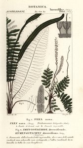 Sörtepáfrány, Trichomanes botryoides alkotó: Stanghi Stanghi