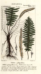 Sörtéjű páfrány, Trichomanes elegans alkotó: Stanghi Stanghi