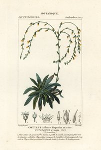 Canyon live-forever,, Dudleya cymosa alkotó: Stanghi Stanghi