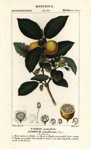 Közönséges guajava, Psidium guajava alkotó: Stanghi Stanghi
