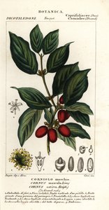 Kornél cseresznye, Cornus mas