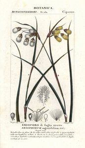 Gyapotfű vagy gyapotsás, Eriophorum angustifolium alkotó: Stanghi Stanghi