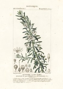 Kúszó boobialla, Myoporum parvifolium alkotó: Stanghi Stanghi