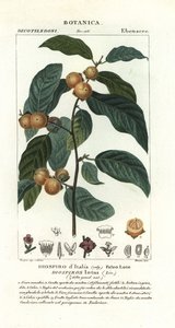 Datolya szilva, Diospyros lotus