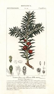 Európai tiszafa, Taxus baccata
