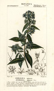 Hamis hegedűlevél, Hydrolea spinosa alkotó: Stanghi Stanghi