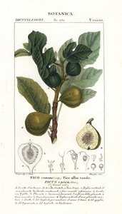 Fügefa és gyümölcs, Ficus carica alkotó: Stanghi Stanghi