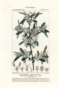 Fontanesia phillyreoides alkotó: Stanghi Stanghi