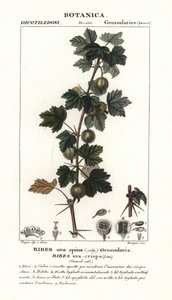 Egres, Ribes uva-crispa alkotó: Stanghi Stanghi