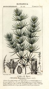 Zöld alga, Chara hydensis alkotó: Stanghi Stanghi