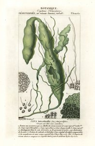 Gutweed vagy fű moszat, Ulva intestinalis alkotó: Stanghi Stanghi
