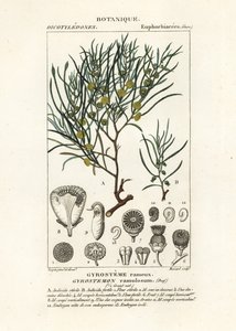 Gyrostemon ramulosus fa alkotó: Stanghi Stanghi
