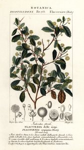 Indiai szilva, Flacourtia indica