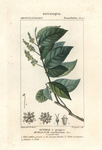 Vasfa, Homalium clusterumus alkotó: Stanghi Stanghi