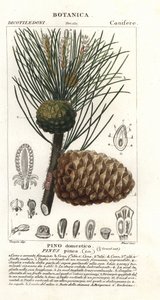 Olasz kőfenyő, Pinus pinea, kőfenyő