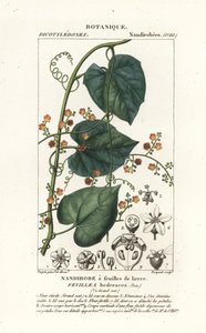 Javillo vagy ellenszere gubacs, Fevillea cordifolia alkotó: Stanghi Stanghi