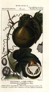Javillo vagy ellenszere kakukkgyümölcs, Fevillea cordifolia alkotó: Stanghi Stanghi