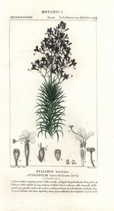 Vörösfenyőlevél vagy fa kiváltó növény, Stylidium laricifolium alkotó: Stanghi Stanghi