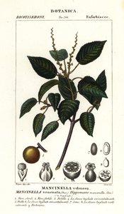 Manchineel vagy strand almafa, Hippomane mancinella