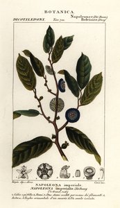 Napoleonaea imperialis alkotó: Stanghi Stanghi