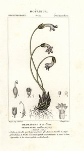 Egyvirágú seprűvirág, Orobanche uniflora alkotó: Stanghi Stanghi