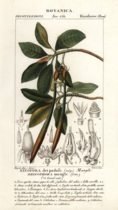 Vörös mangrove, Rhizophora mangle alkotó: Stanghi Stanghi