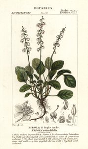 Kerek levelű télzöld, Pyrola rotundifolia alkotó: Stanghi Stanghi