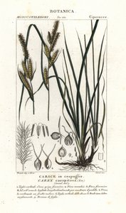 Sásfű, Carex caespitosa