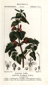 Fényes levelű zsálya, Salvia formosa alkotó: Stanghi Stanghi
