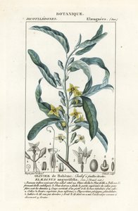 Ezüstbogyó vagy oleaster, Elaeagnus angustifolia